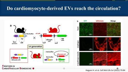 Presentation thumbnail