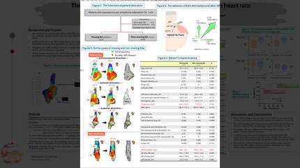 The pacemaker shift during sinus rhythm depending on heart rate