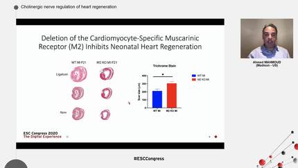 Cholinergic nerve regulation of heart regeneration
