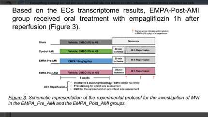 Empagliflozin treatment pre- and post- acute myocardial infarction reduces no-reflow, inflammatory cell infiltration and infarct size while preserving cardiac function. 