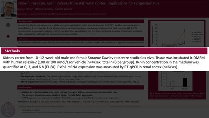 Female-biased renin release in response to relaxin in isolated rat renal cortex: potential implications for RAAS-mediated congestion with relaxin analogues