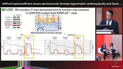 MRPL44 haploinsufficient mouse spontaneously develops hypertrophic cardiomyopathy and shows systolic dysfunction after aldosterone treatment