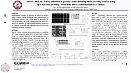 Mdivi-1 reduces blood pressure in gastric cancer-bearing nude mice by ameliorating apatinib-induced Drp1-mediated excessive mitochondrial fission