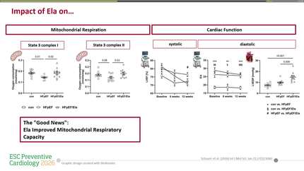 Mitochondrial targeting by Elamipretide improves cardiac mitochondrial function without improving cardiovascular performance in HFpEF