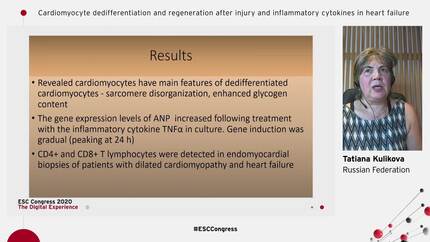Cardiomyocyte dedifferentiation and regeneration after injury and inflammatory cytokines in heart failure