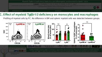 Myeloid Tgfbr1/2-deficiency leads to a pro-atherogenic environment in ApoE-/- mice