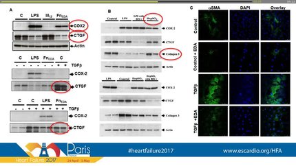 Activation of the innate immune receptor toll-like receptor 4 (tlr4) by fibronectin fragments negatively regulates cardiac myofibroblast differentiation.