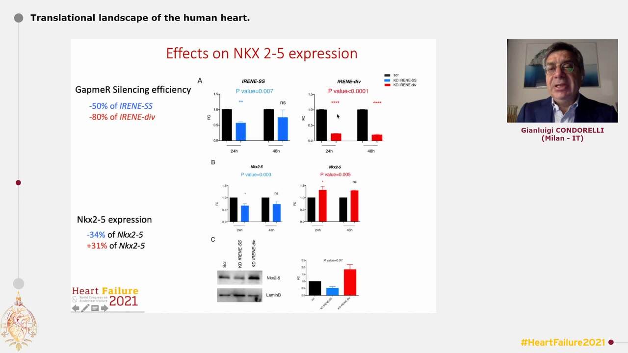Translational landscape of the human heart.