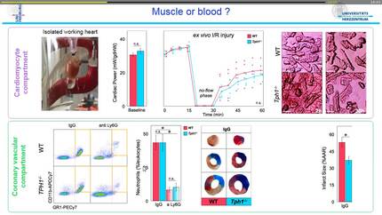 Pharmacologic depletion of platelet serotonin improves the outcome after myocardial reperfusion injury