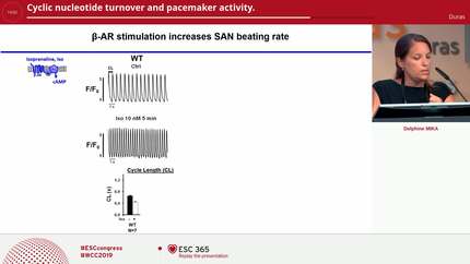 Cyclic nucleotide turnover and pacemaker activity.