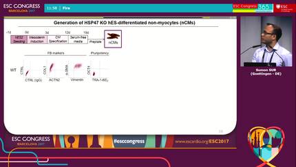 Heat shock protein 47 knockout in fibroblasts causes contractile dysfunction in engineered human myocardium