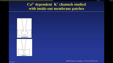 Atrial-specific antiarrhythmic agents.