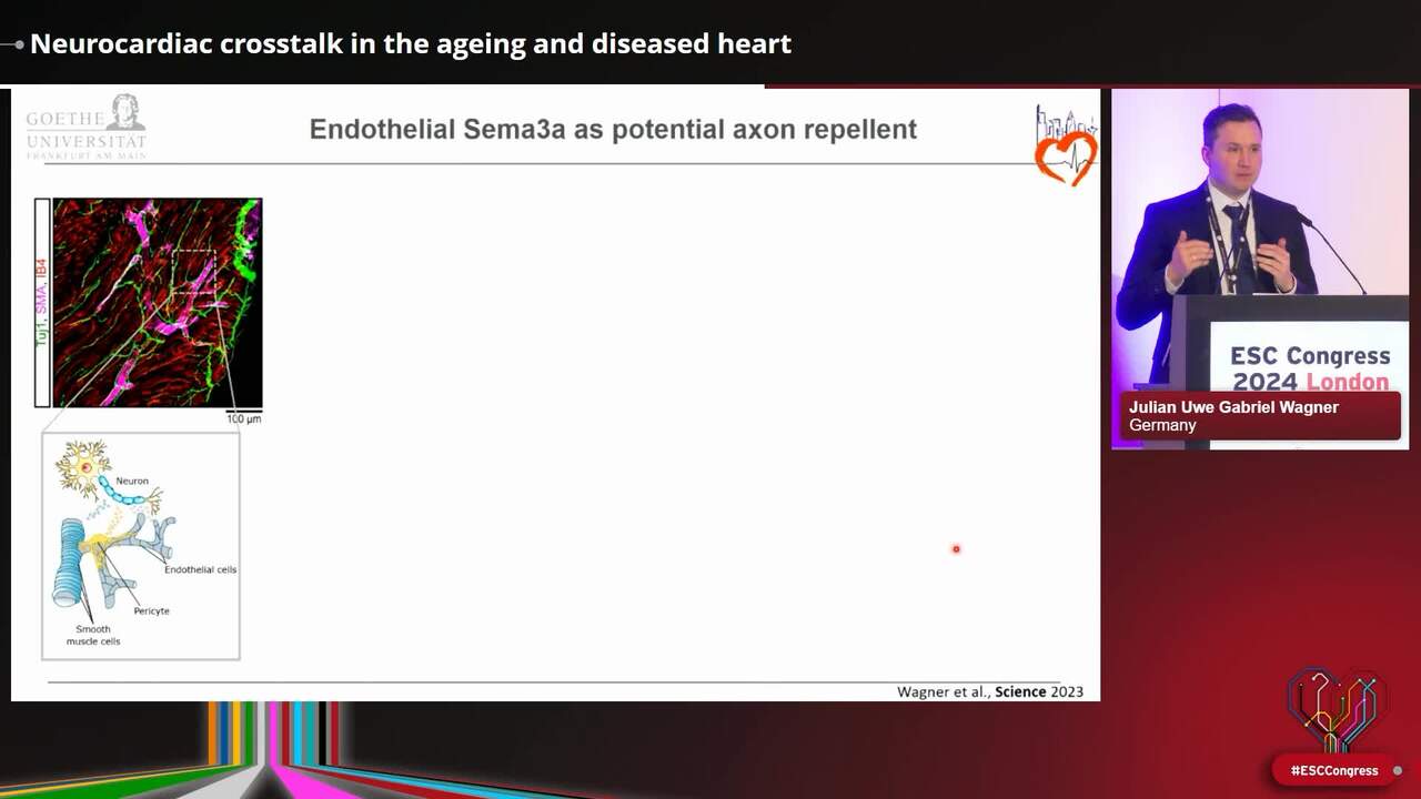Neurocardiac crosstalk in the ageing and diseased heart