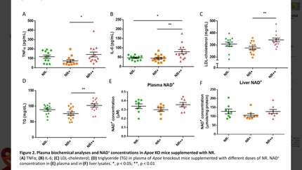 High dose NAD+ boosting as pan-sirtuin activation increases atherosclerotic plaques and systemic inflammation in Apoe knockout mice