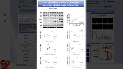 SGLT2 expression in the left ventricle of cardiac patients is correlated with low-grade inflammation involving the pro-oxidant AT1R/NADPH oxidases/SGLT2 crosstalk: potential role in heart failure