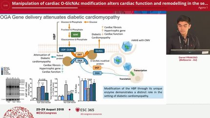Manipulation of cardiac O-GlcNAc modification alters cardiac function and remodelling in the setting of diabetic cardiomyopathy
