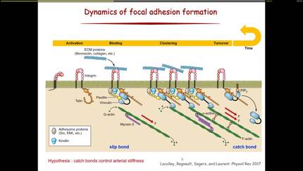 Smooth muscle cells and arterial stiffness: clinical aspects.