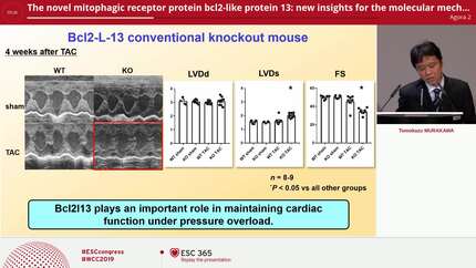 The novel mitophagic receptor protein bcl2-like protein 13: new insights for the molecular mechanisms of the pathogenesis of heart disease