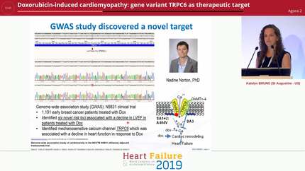 Doxorubicin-induced cardiomyopathy: gene variant TRPC6 as therapeutic target