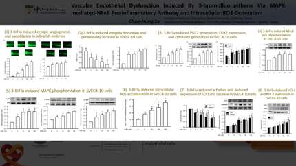 Vascular endothelial dysfunction induced by 3 bromofluoranthene via MAPK mediated NF B proinflammatory pathway and intracellular ROS generation