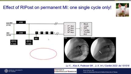 Novel concepts in cardiacprotection