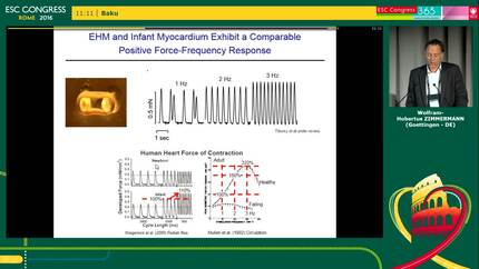 Mechano-stimulation and stem cell maturation.