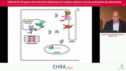 1969-2019: 50 years since the first discovery of cardiac calcium current activation by adrenaline