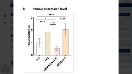 Oxidative dysregulation as central mechanisms of PANDA lncRNA in diabetic vasculature