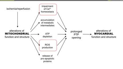 Mitochondrion-driven cardiac metabolism and function