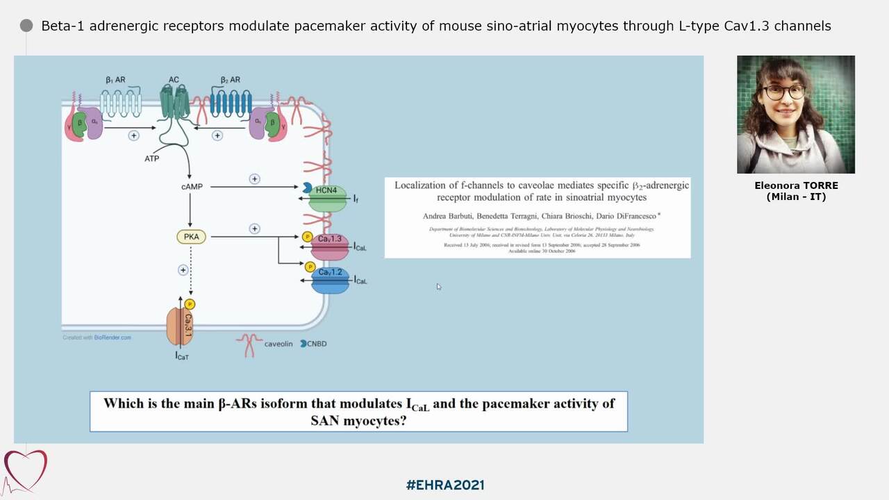 Beta-1 adrenergic receptors modulate pacemaker activity of mouse sino-atrial myocytes through L-type Cav1.3 channels