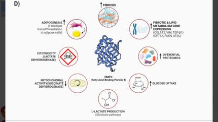 High FABP4, associated with low-voltage areas, increases the epicardial fibrosis and its glucose metabolism
