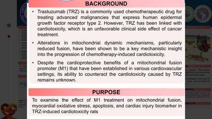 Upregulation of mitochondrial fusion as potential cardioprotective strategies against trastuzumab-induced cardiotoxicity in rats