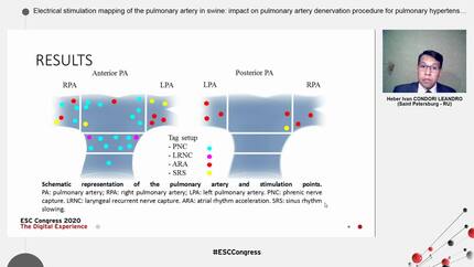Electrical stimulation mapping of the pulmonary artery in swine: impact on pulmonary artery denervation procedure for pulmonary  hypertension