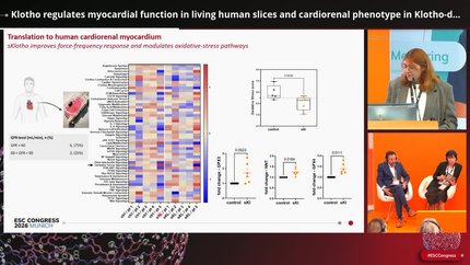 Klotho regulates myocardial function in living human slices and cardiorenal phenotype in Klotho-deficient swine model