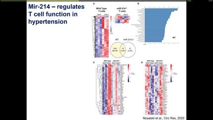 Perivascular inflammation - adaptation mechanism or disease ?