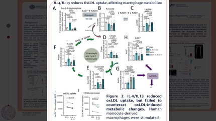 IL4Ralpha signaling delays foam cell formation in atherosclerotic lesions
