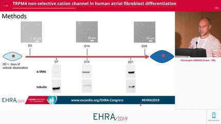 TRPM4 non-selective cation channel in human atrial fibroblast differentiation