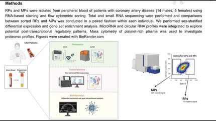 Sex-dependent molecular signatures of reticulated platelets