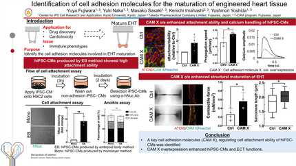 Identification of cell adhesion molecules for the maturation of engineered heart tissue