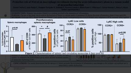 Protective role of Metrnl on macrophage recruitment during the acute inflammatory phase in a mouse model of myocardial infarction 