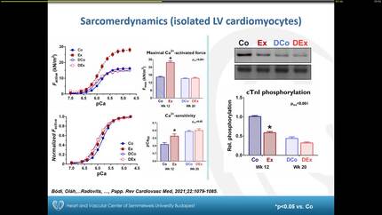 Dynamic changes in left ventricular morphology and function induced by exercise training and ‘detraining’