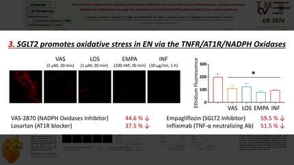 Plasma from endometriosis patients and endometriosis tissue-derived pro-inflammatory cytokines promote endothelial dysfunction through activation of the AT1R/NADPH oxidases/SGLT2 pro-oxidant pathway