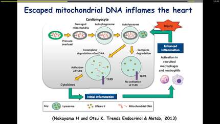 Autophagy: eaten up from inside.