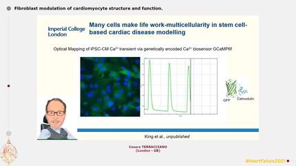 Fibroblast modulation of cardiomyocyte structure and function.