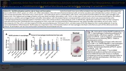 Linking risk factors for atherosclerosis development to triggering receptor expressed on myeloid cells 2 - mediated foam cell formation 