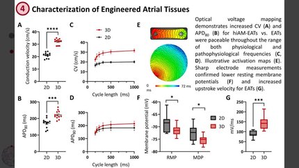 3D transmural arrhythmia modelling using matured engineered human atrial tissue