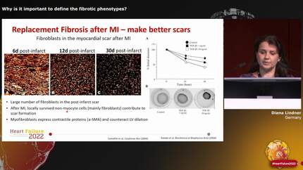 Why is it important to define the fibrotic phenotypes?