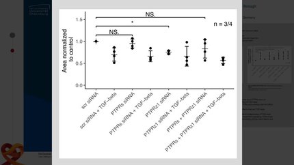 Protein tyrosine phosphatase sigma and zeta1 regulate cardiac fibroblast contractile function through TGF-beta dependent and independent pathways