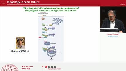 Mitophagy in heart failure.