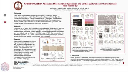 GPER stimulation attenuates mitochondrial dysfunction and cardiac dysfunction pathway in ovariectomized mice with HFpEF